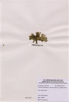 藏品(海木耳)的圖片